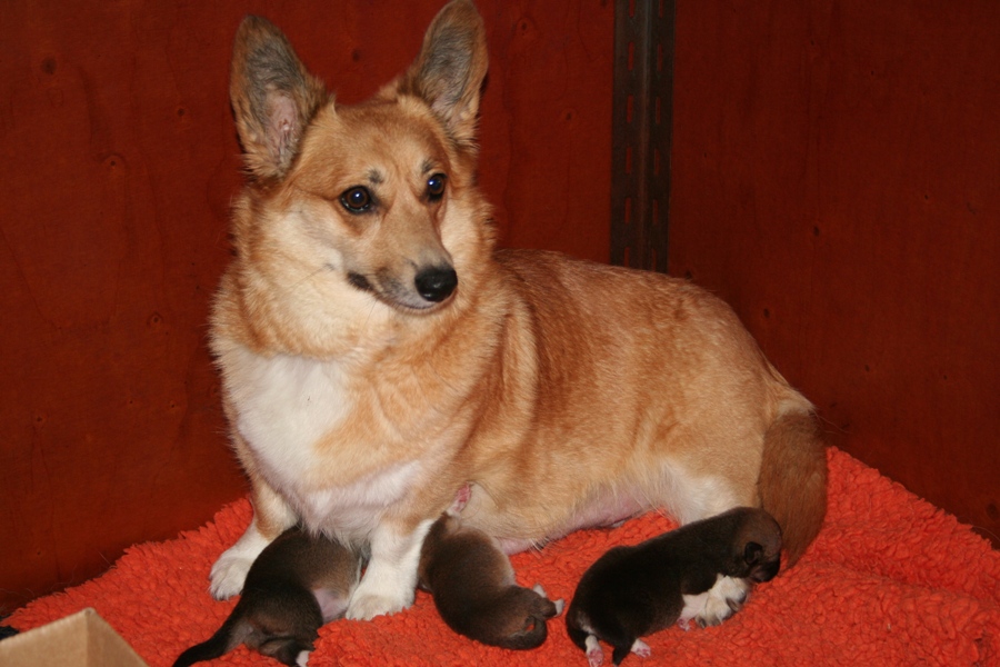 Puppies